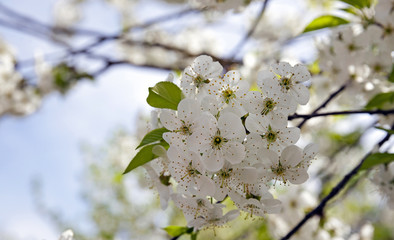 cherry flower  