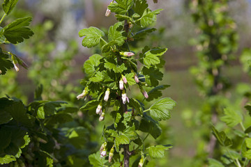 currant blossoming  