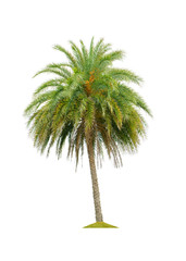 betel palm tree isolated on white