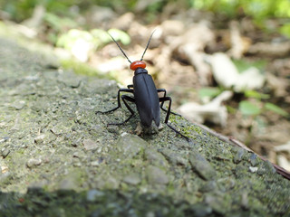 Epicauta gorhami Marseul close up