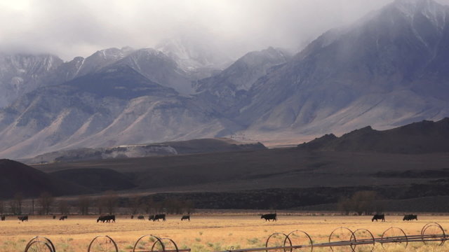 Cattle Graze Ranch Sierra Nevada Mountains