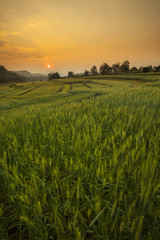 Barley Field Sunset at Samoeng Chiang Mai, Thailand
