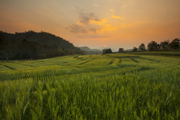 Barley Field Sunset at Samoeng Chiang Mai, Thailand