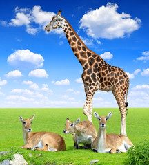 Red lechwe antelope with giraffe