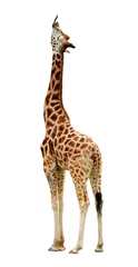 Papier Peint photo Lavable Girafe giraffe isolated on white background