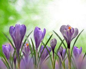 Spring flowers Crocus on green natural background