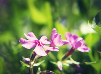 Fototapeta na wymiar Close up of small pink flower. Shallow depth of field