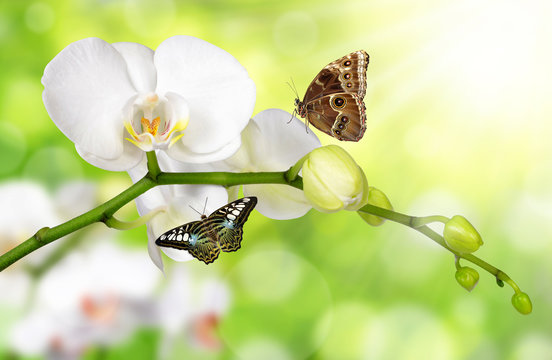 White orchid with butterflies on green natural background