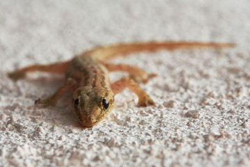 Lizard on a sand