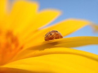 ladybug on flower