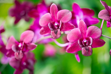 Dendrobium Hifikipunye Pohamba orchid flower, selective focus