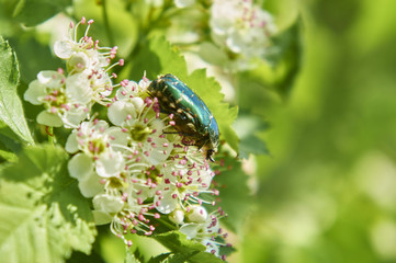 Бронзовка золотистая (Cetonia aurata)