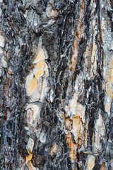 tree bark macroshooting