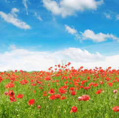 meadow with wild poppies and blue sky