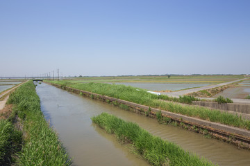 田植え後の水田