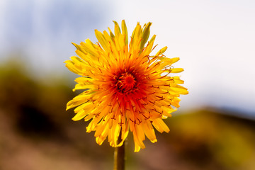 Blüte,Frühling, Sommer, Muttertag