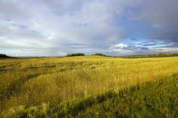 Fototapeta na wymiar wheat field 