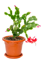 Schlumbergera flower, Christmas, Thanksgiving Cactus