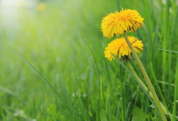 dandelions in the grass