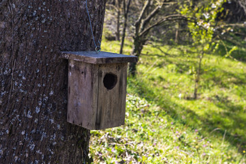 Bird Nest in Forest