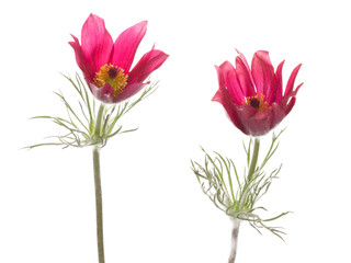 Fototapeta na wymiar bright pink flowers Pulsatilla patens