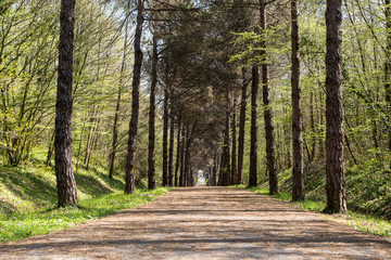 Road in Forest