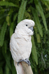  Cacatua moluccensis