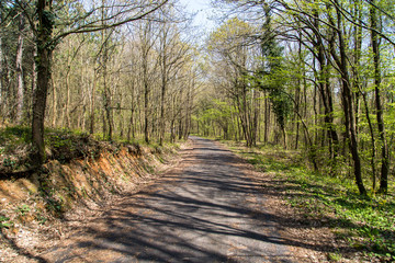 Road in Forest