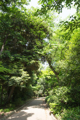 石神井公園