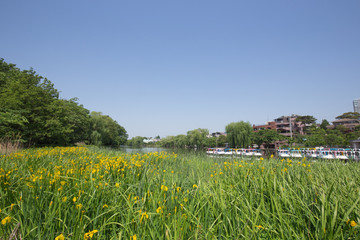 石神井公園のボートと黄色いスイセン