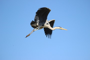 Obraz premium Graureiher