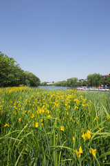 石神井公園のボートと黄色いスイセン