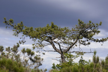Obraz na płótnie Canvas tree of pine
