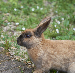 brown rabbit