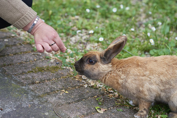 brown rabbit