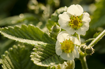 strawberry flower