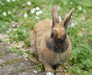 brown rabbit