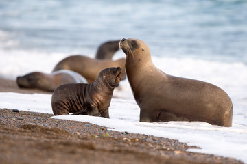 sea lion family on the beach in Patagonia