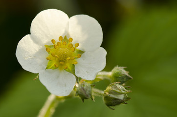 strawberry flower