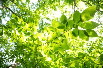 Foto op Plexiglas Verse groene bladeren © Yoshinori Okada