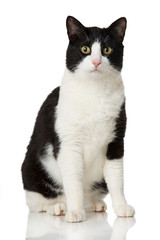 Schwarzweißer Kater