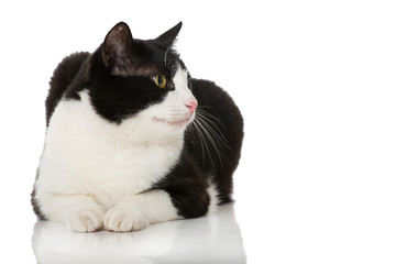 Schwarzweißer Kater