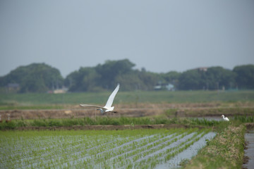田植え後の水田を飛ぶ白サギ