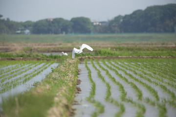 田植え後の水田を飛ぶ白サギ