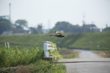 田植え後の水田を飛ぶ鴨（カモ）