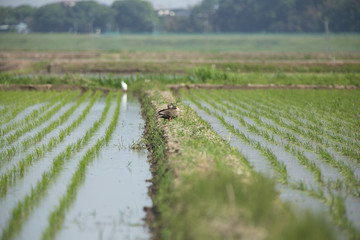 田植え後の水田を歩く鴨（カモ）