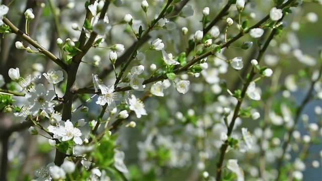 Spring Blossom Tree Branches With White Flowers