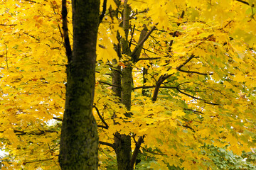 yellow leaves  
