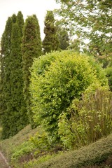 Obraz premium Schöner Garten mit Zypressen