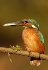 El martin pescador con presa